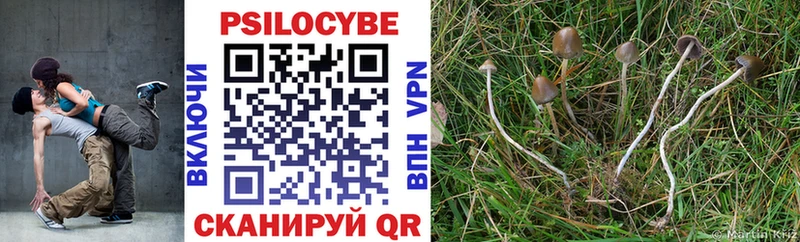 наркота Весьегонск Псилоцибиновые грибы Cubensis
